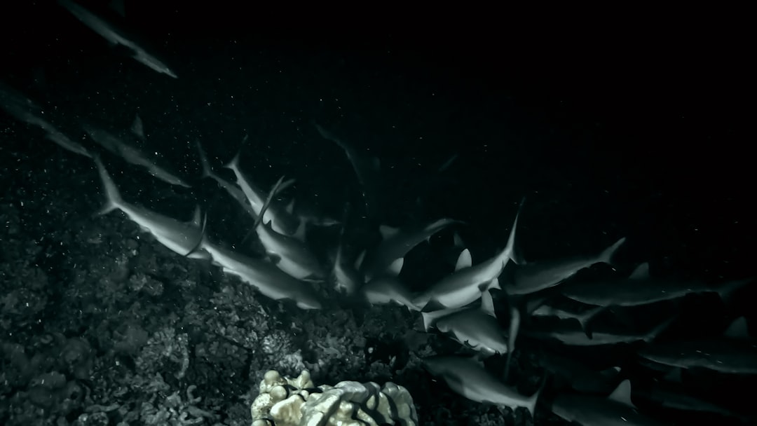 Підводний ліхтар DeepLight 2000